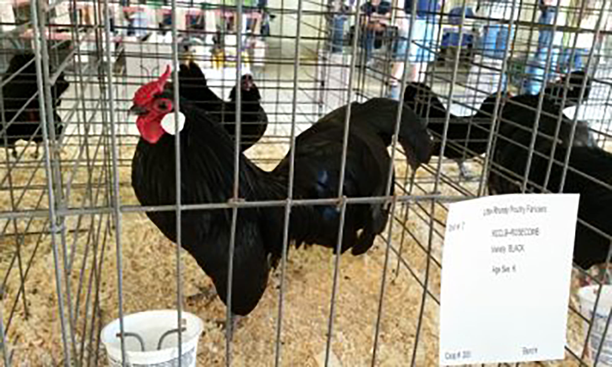 Show Chickens: The Serious Business of “The Fancy”